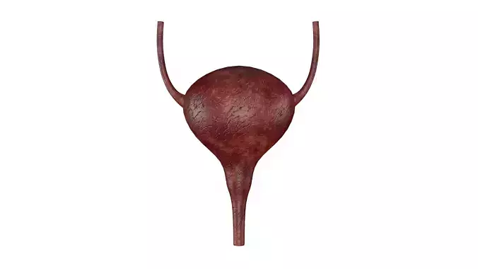 Bladder 3D Model - Realistic Human Intestines Anatomy Low-poly 3D model
