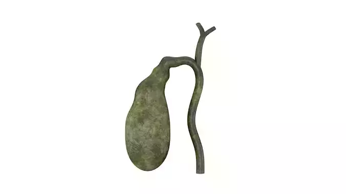 Gallbladder 3D Model - Realistic Human Gallbladder Anatomy Low-poly 3D model