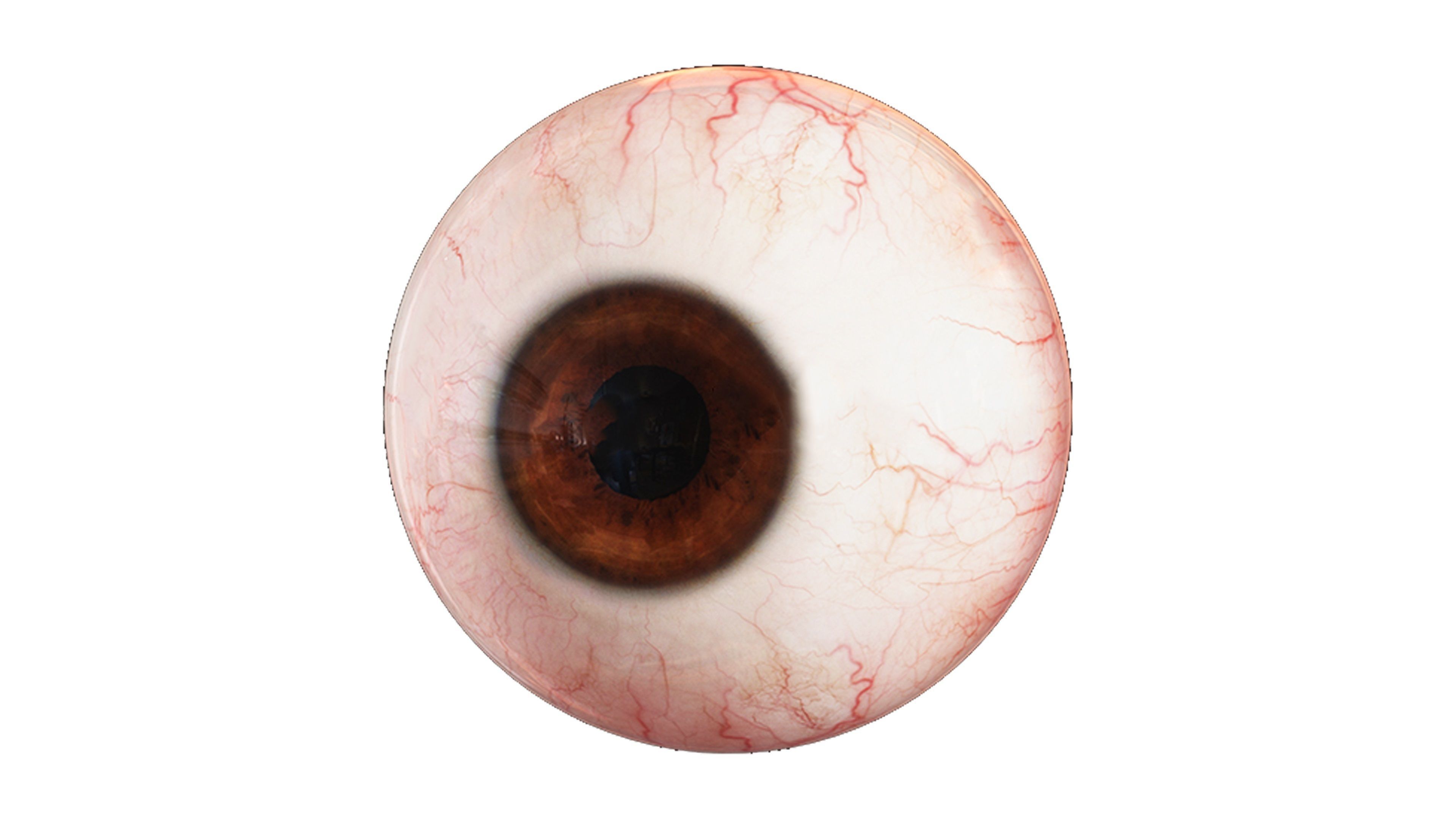 Eye 3D Model - Realistic Human Eye Anatomy Low-poly 3D model_1