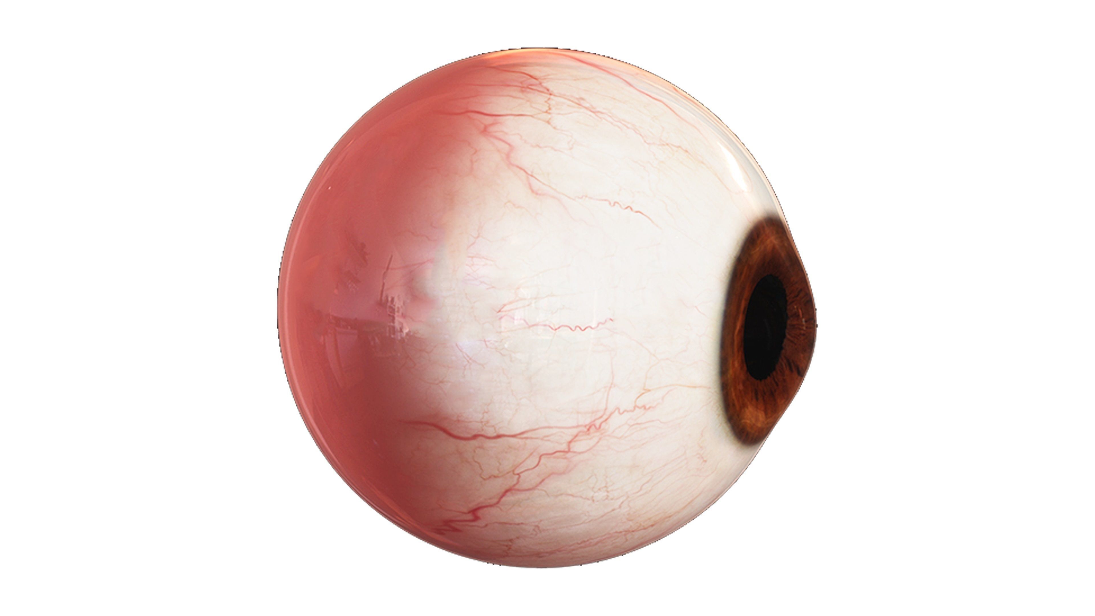 Eye 3D Model - Realistic Human Eye Anatomy Low-poly 3D model_2