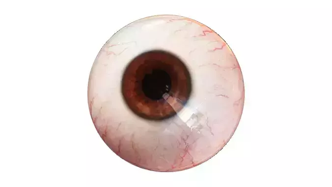 Eye 3D Model - Realistic Human Eye Anatomy Low-poly 3D model