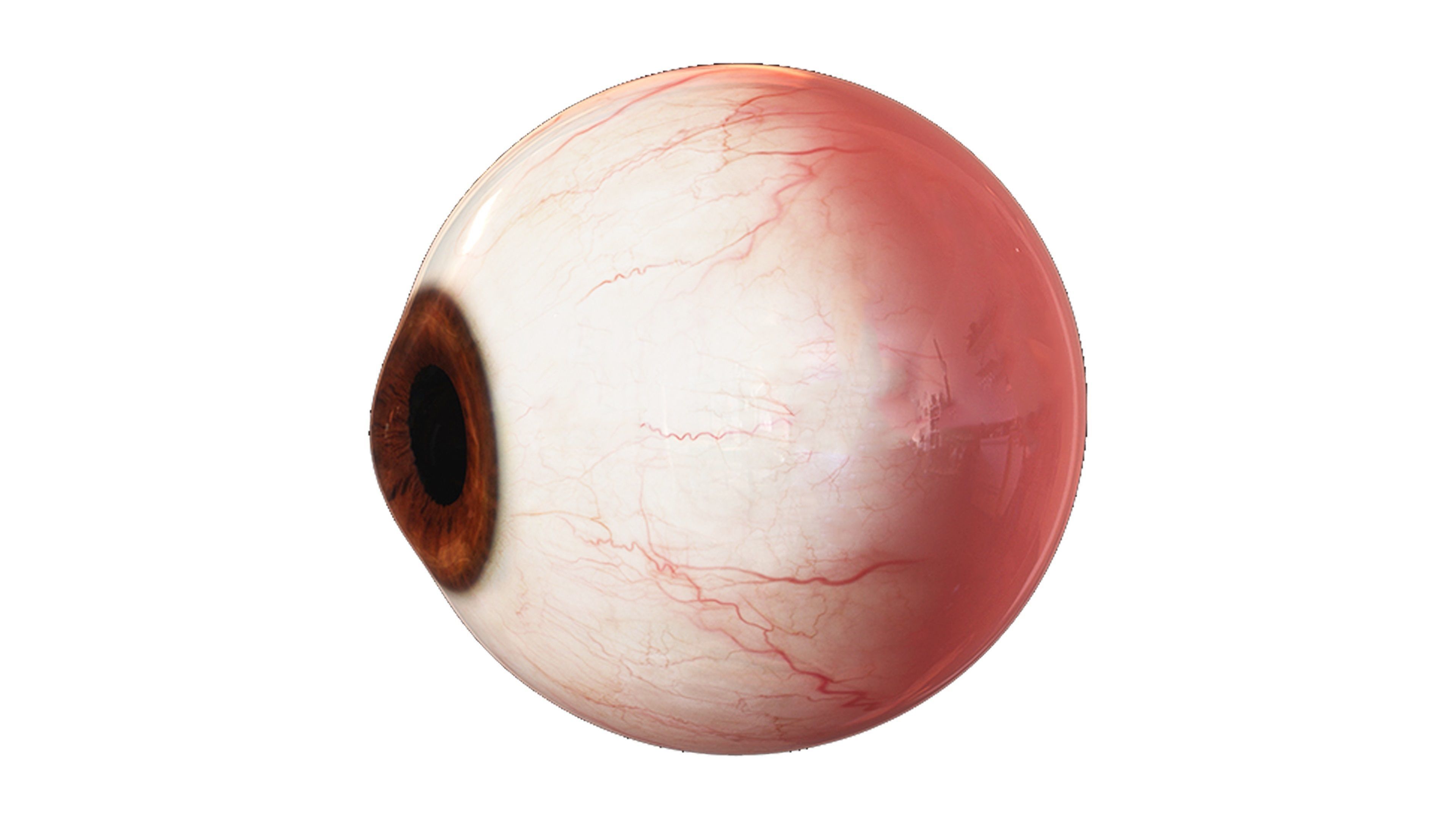 Eye 3D Model - Realistic Human Eye Anatomy Low-poly 3D model_3