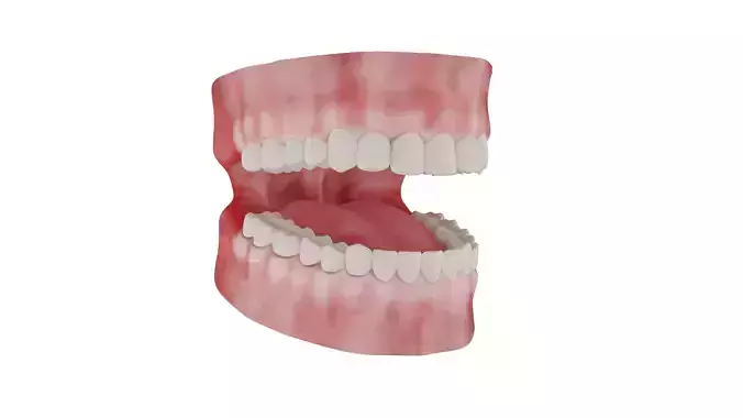 Teeth 3D Model - Realistic Human Teeth Anatomy