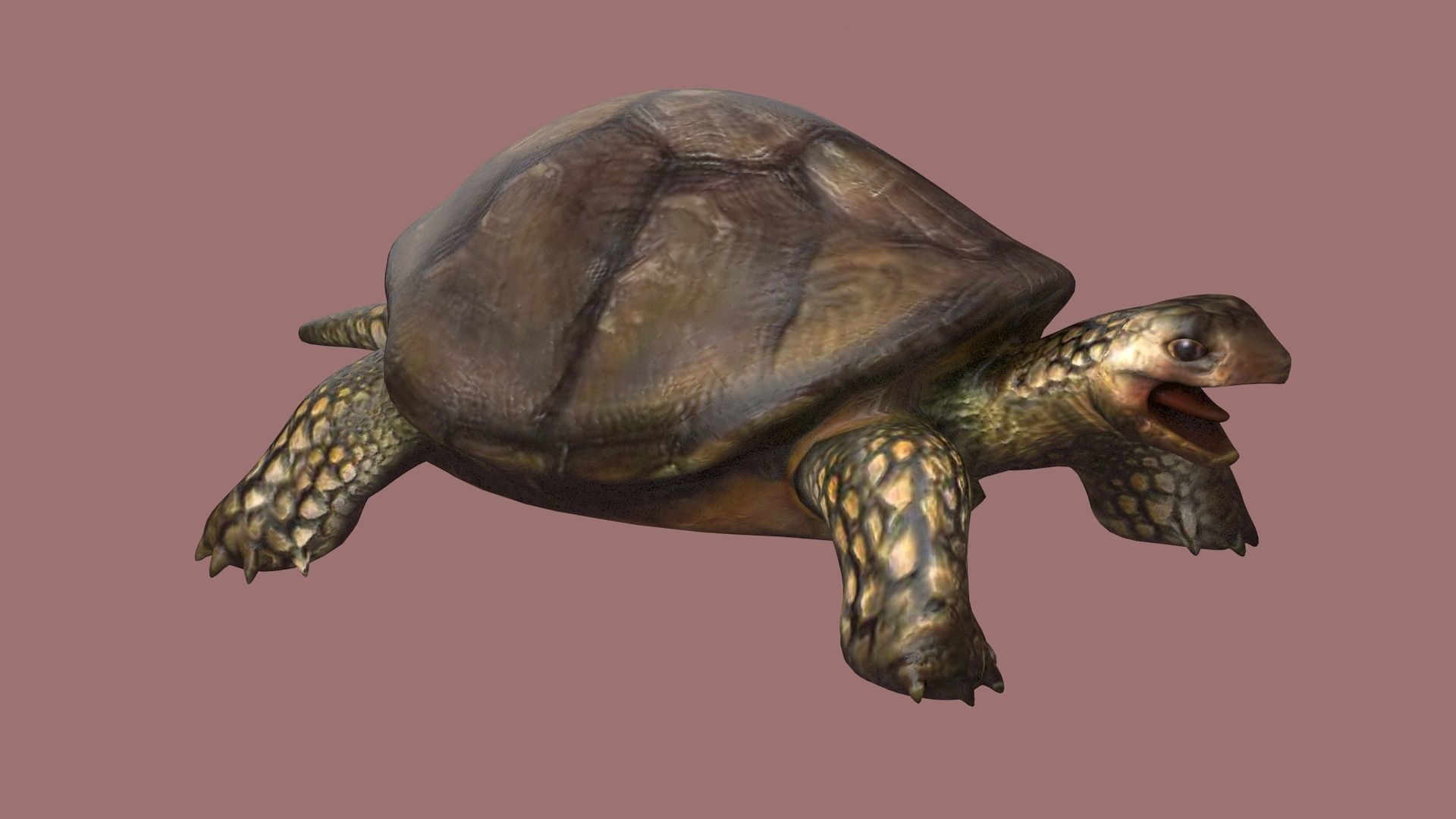 tortoise reptile turtle animal wildlife slow zoo armor  3D model_3