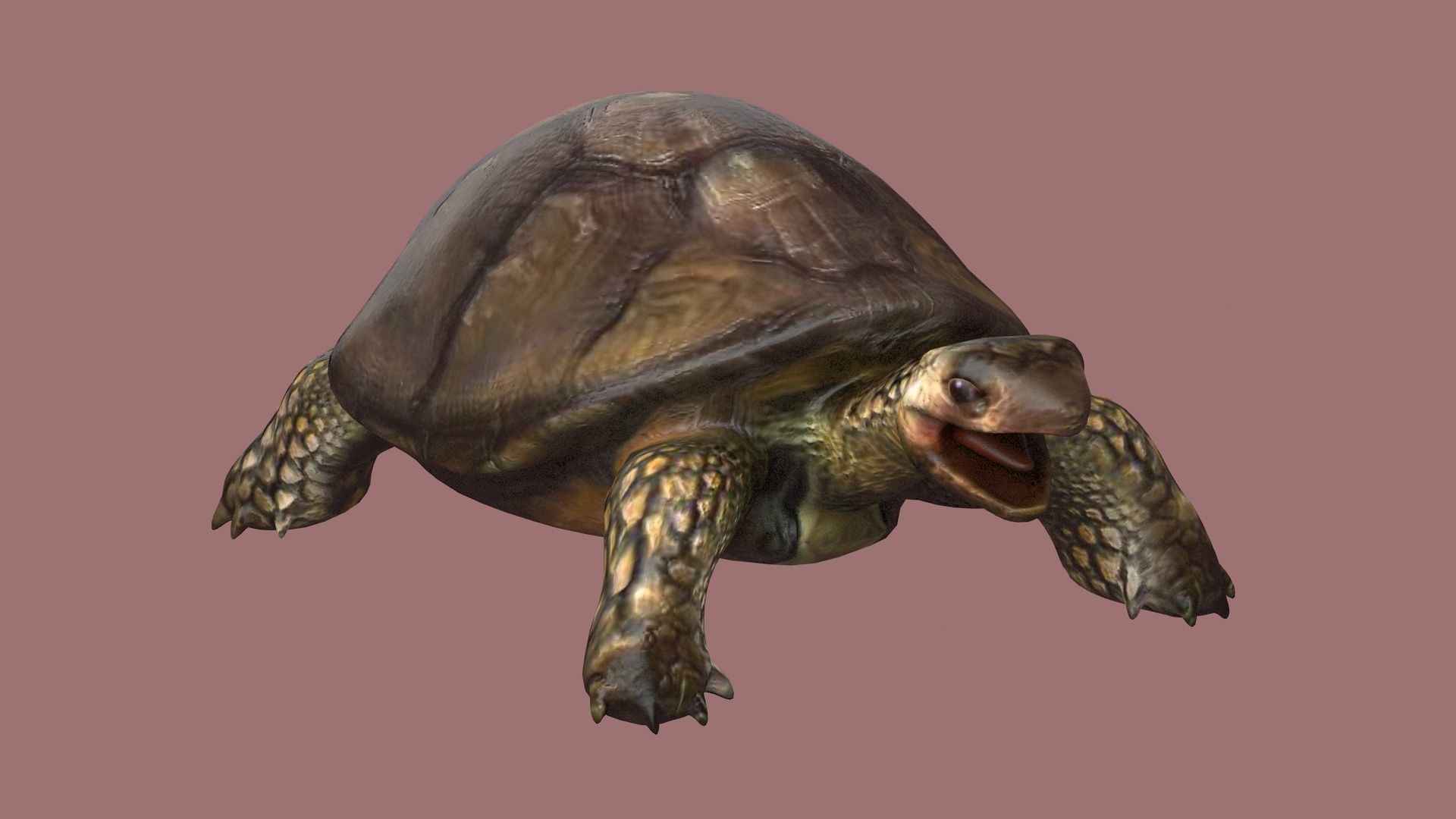 tortoise reptile turtle animal wildlife slow zoo armor  3D model_4