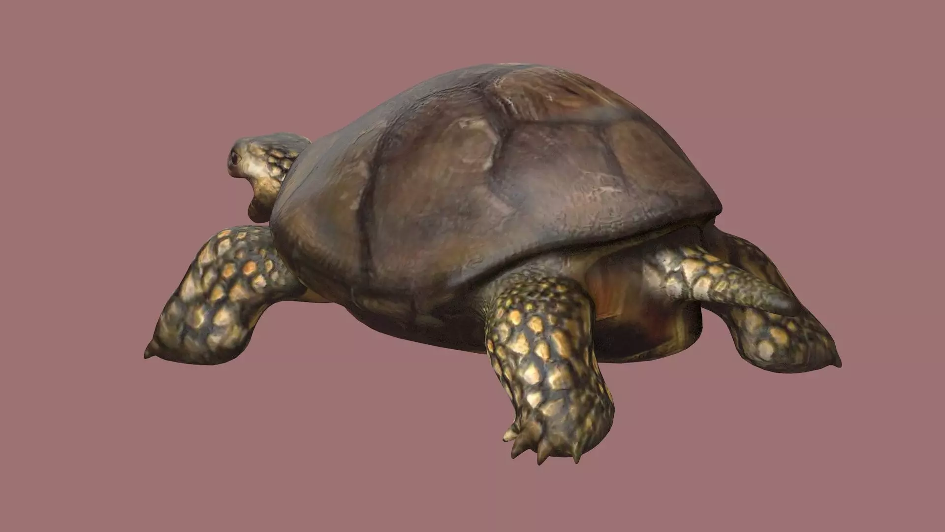 tortoise reptile turtle animal wildlife slow zoo armor  3D model_0