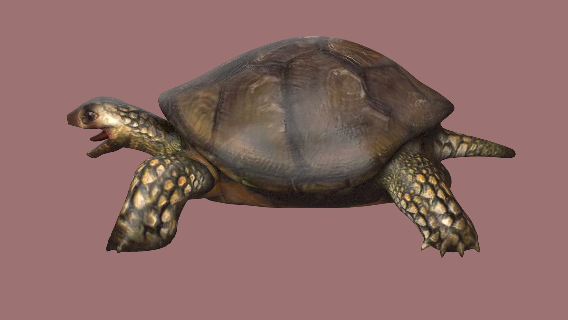 tortoise reptile turtle animal wildlife slow zoo armor  3D model_2