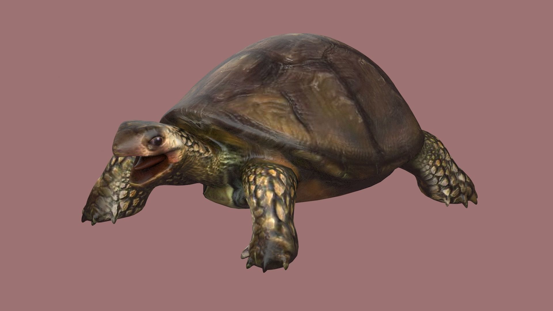tortoise reptile turtle animal wildlife slow zoo armor  3D model_1
