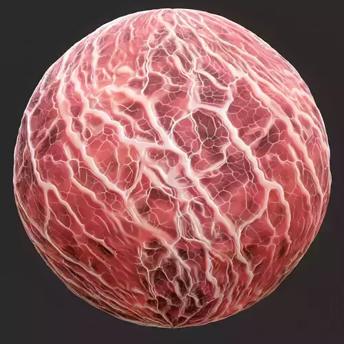 Anatomy Seamless Texture 