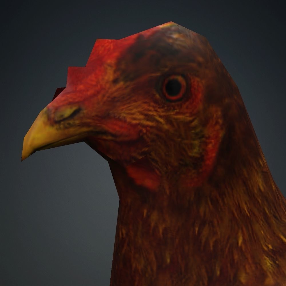 Free low-poly Hen Free low-poly 3D model_3