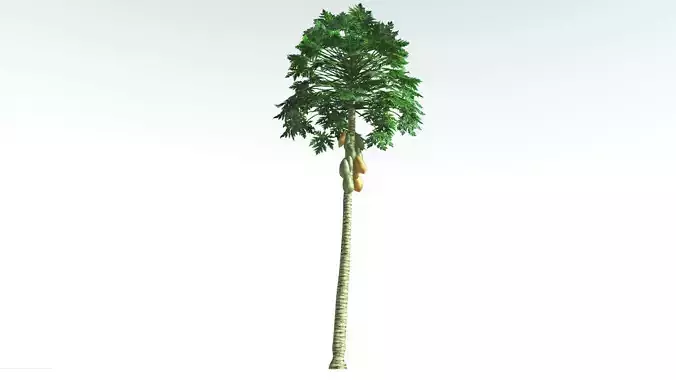 EVERYPlant Papaya LowPoly 1 --14 Models-- Low-poly 3D model