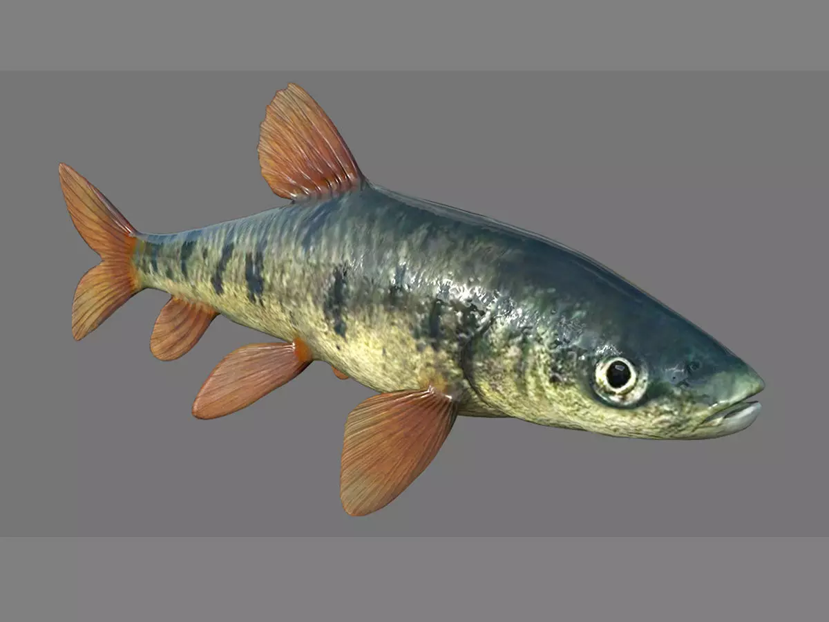 Fish 3D model 001 Low-poly 3D model_0