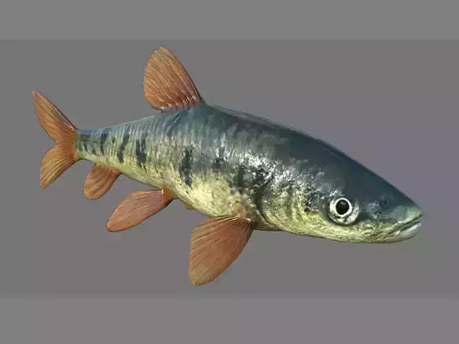 Fish 3D model 001