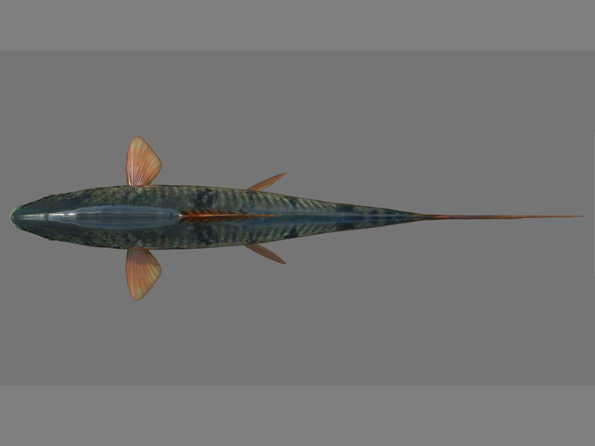 Fish 3D model 001 Low-poly 3D model_1