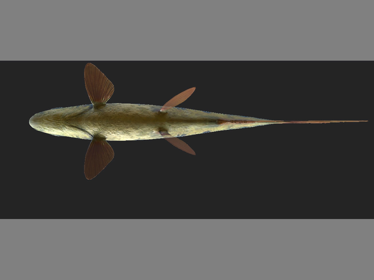 Fish 3D model 001 Low-poly 3D model_6