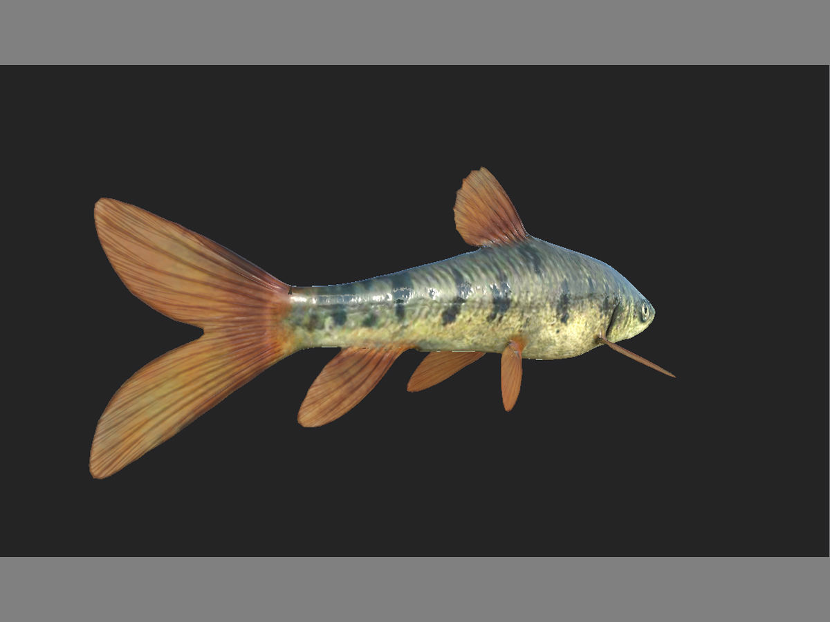 Fish 3D model 001 Low-poly 3D model_7