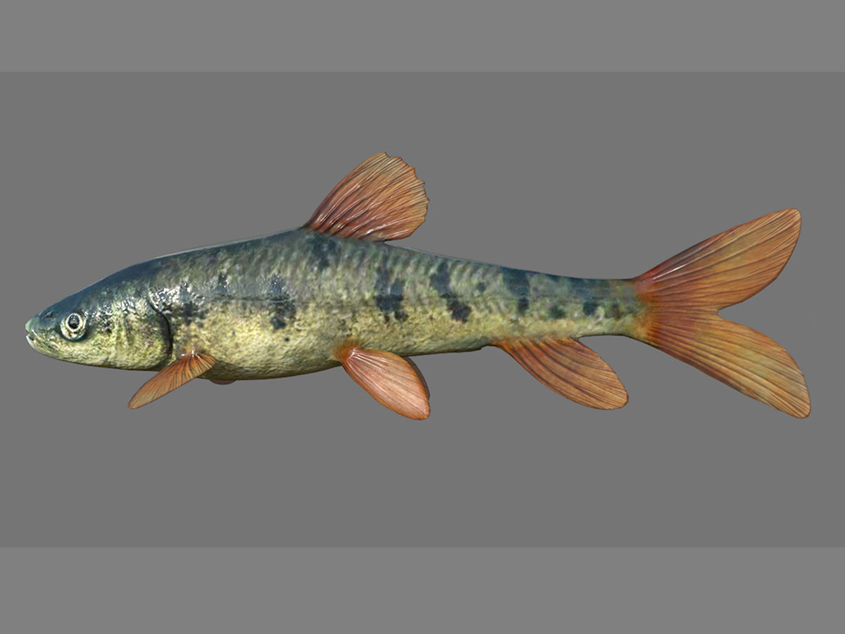 Fish 3D model 001 Low-poly 3D model_2