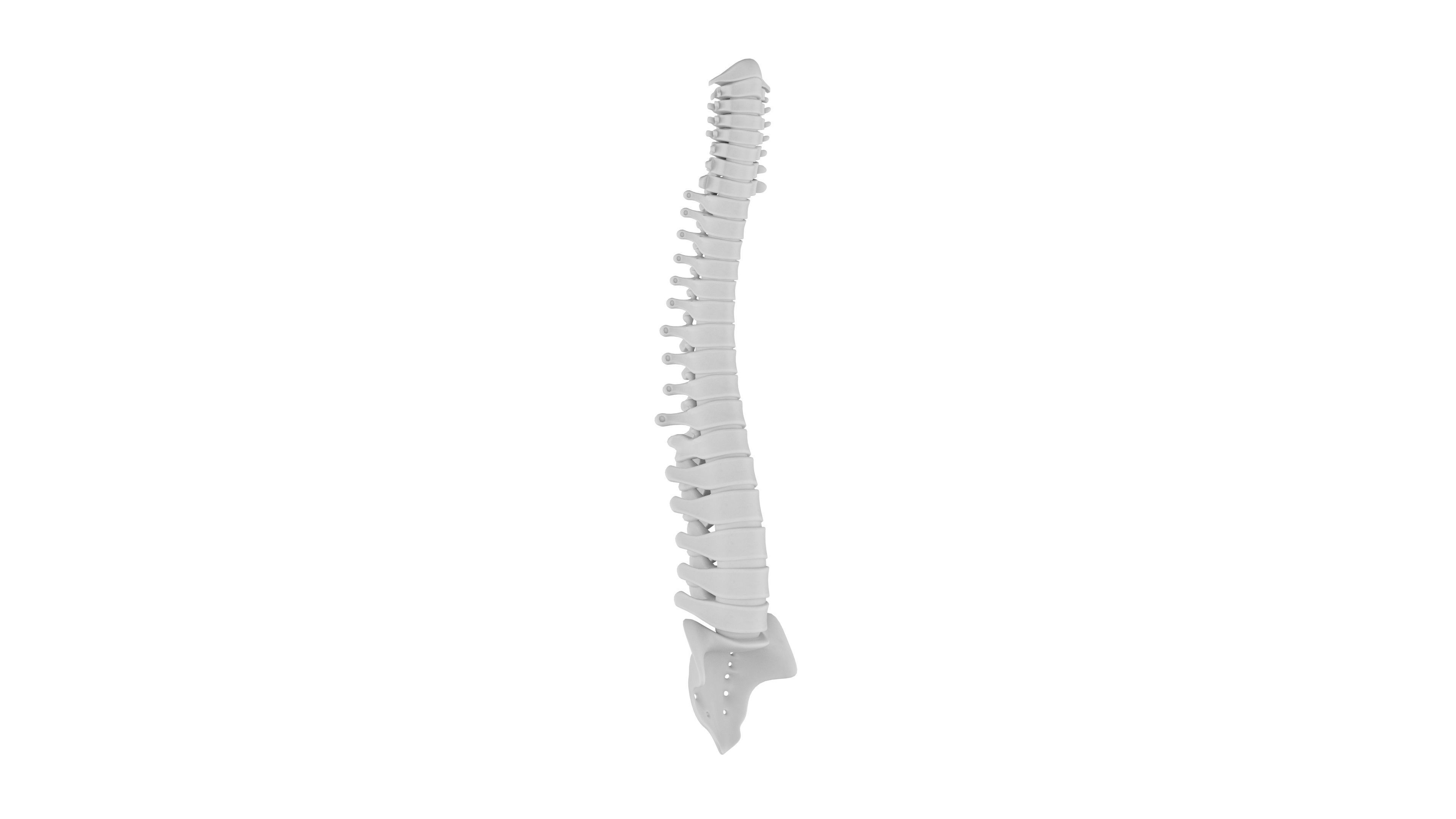 Spinal cord 3D Model - Realistic Human Spinal cord Anatomy Low-poly 3D model_4