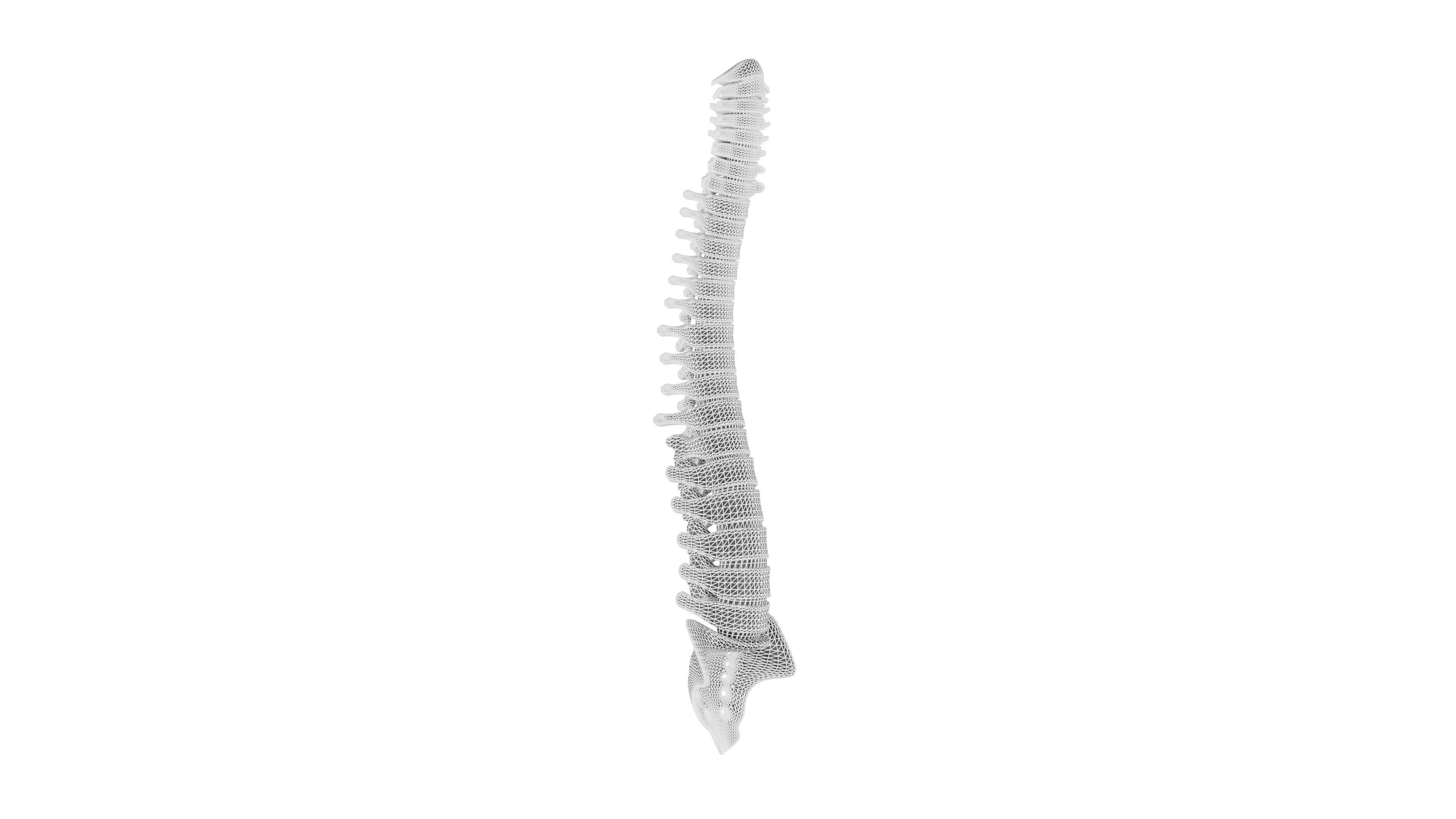 Spinal cord 3D Model - Realistic Human Spinal cord Anatomy Low-poly 3D model_10