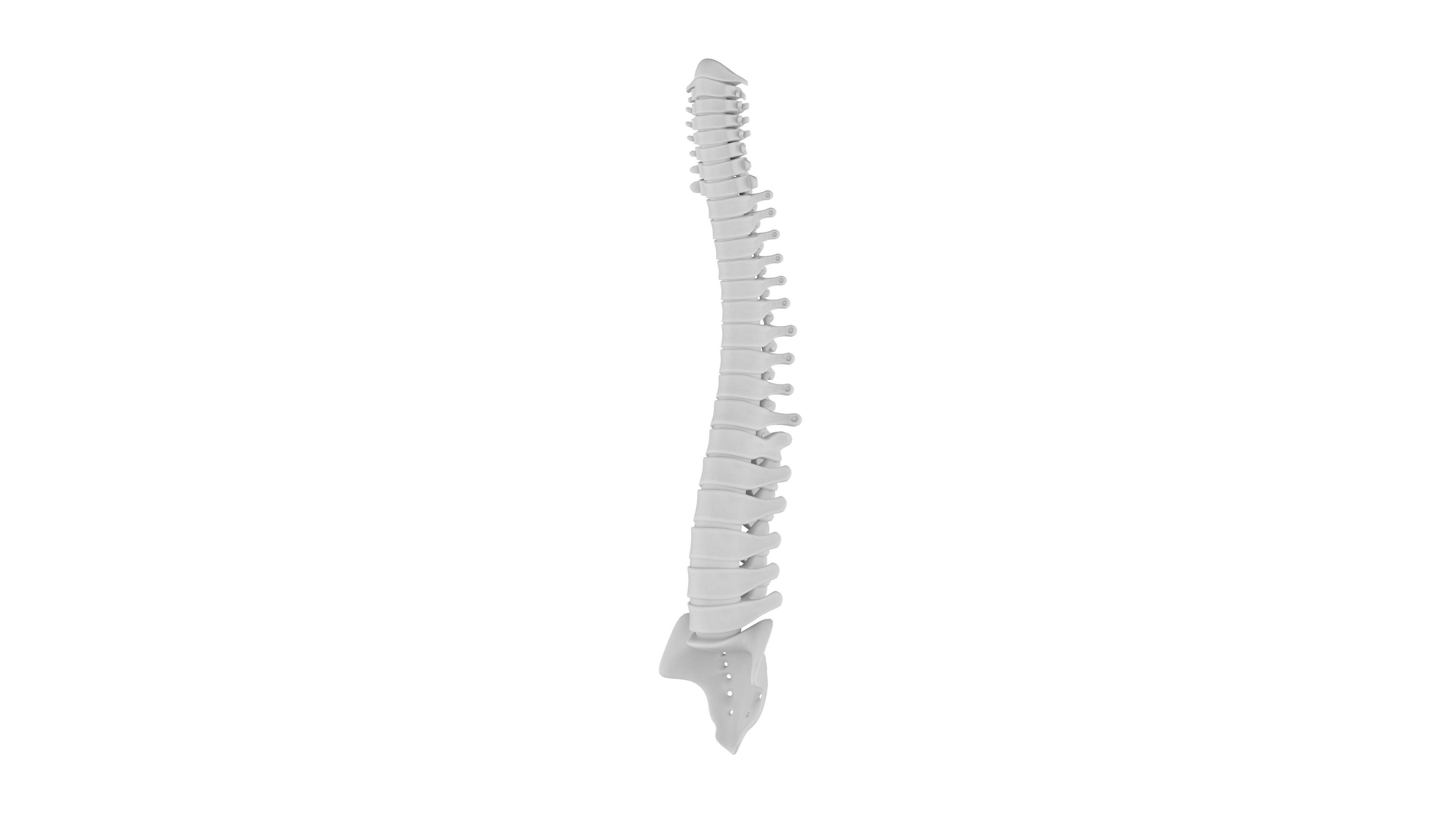 Spinal cord 3D Model - Realistic Human Spinal cord Anatomy Low-poly 3D model_5