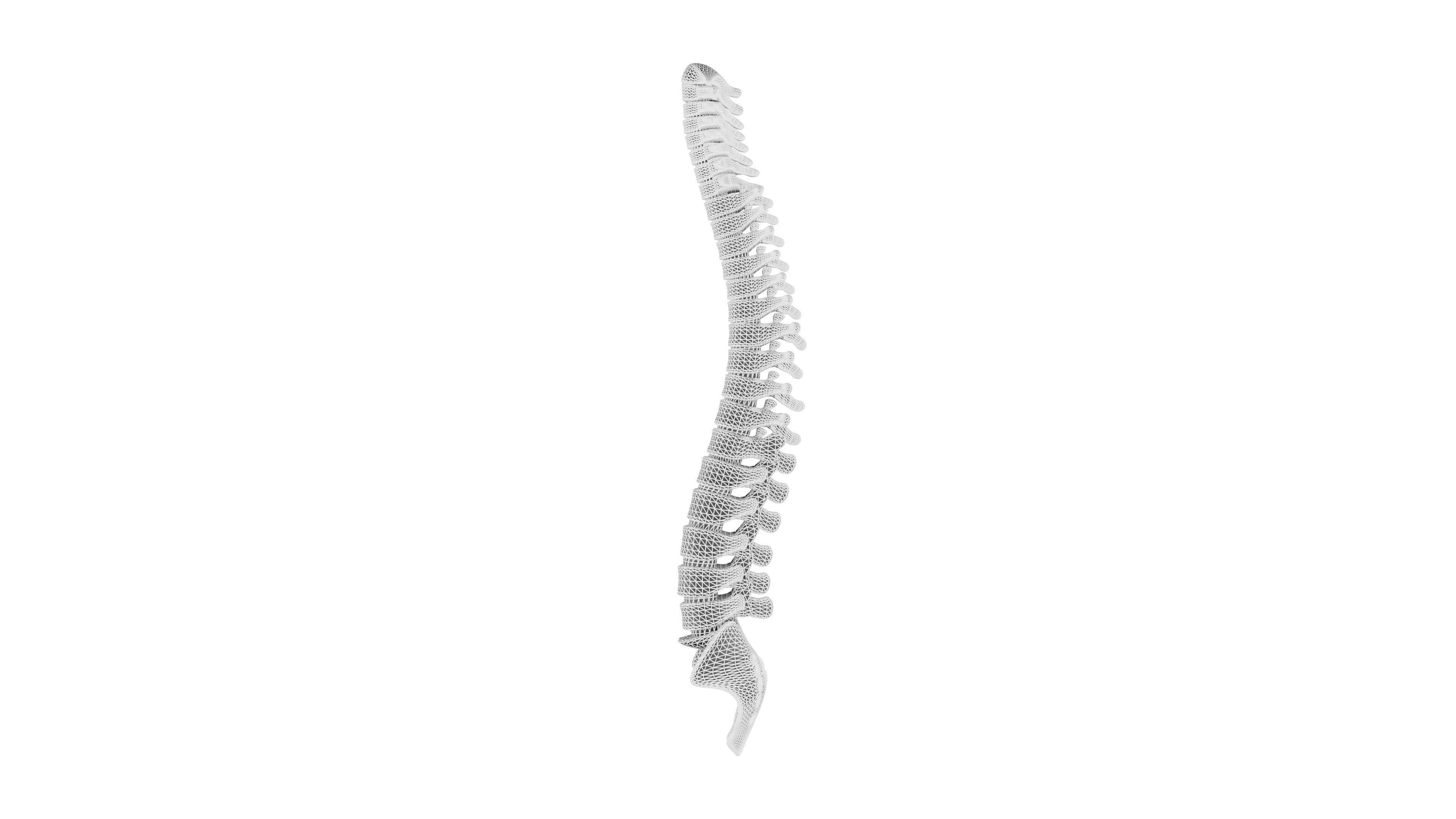 Spinal cord 3D Model - Realistic Human Spinal cord Anatomy Low-poly 3D model_9