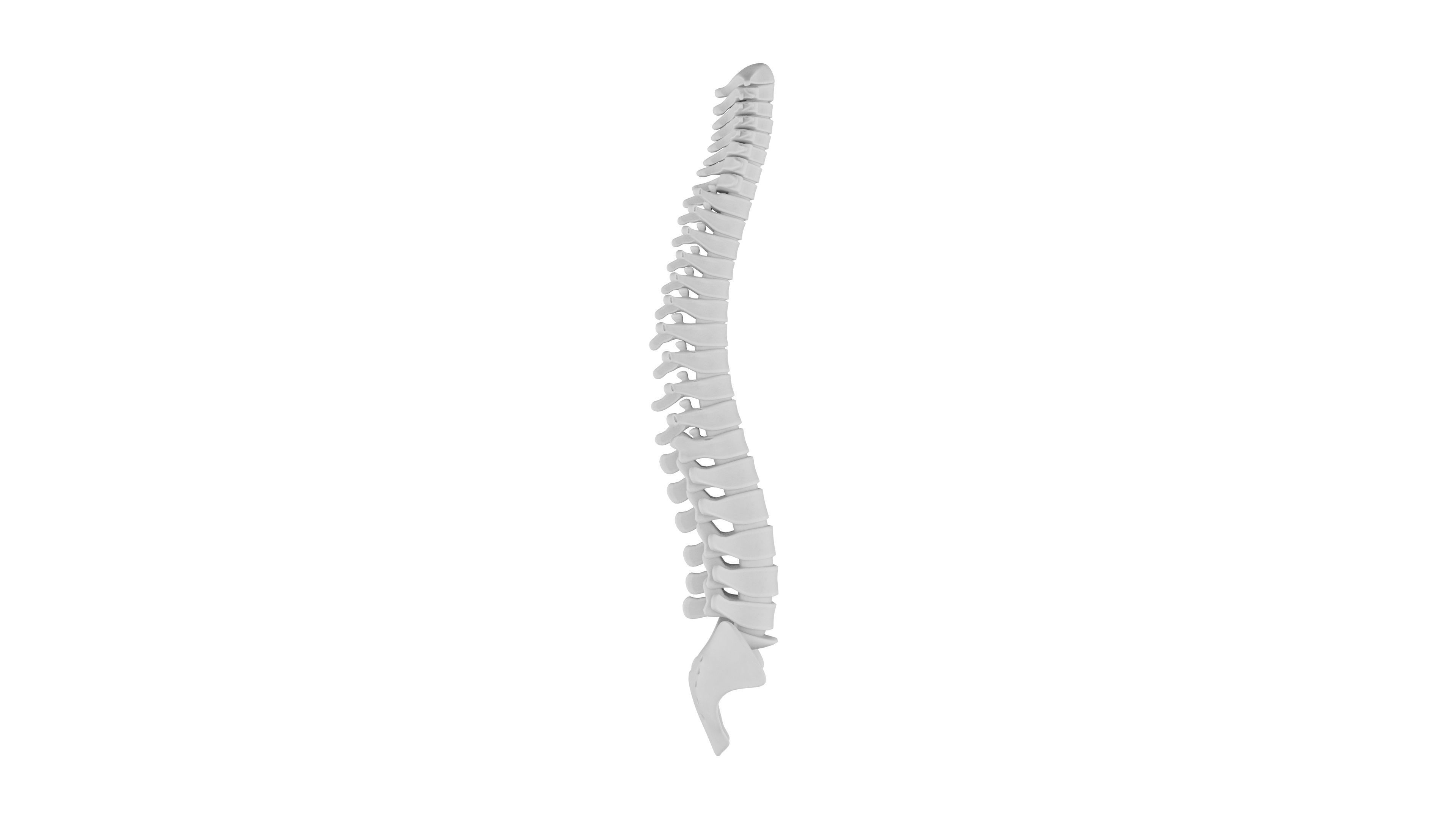 Spinal cord 3D Model - Realistic Human Spinal cord Anatomy Low-poly 3D model_2