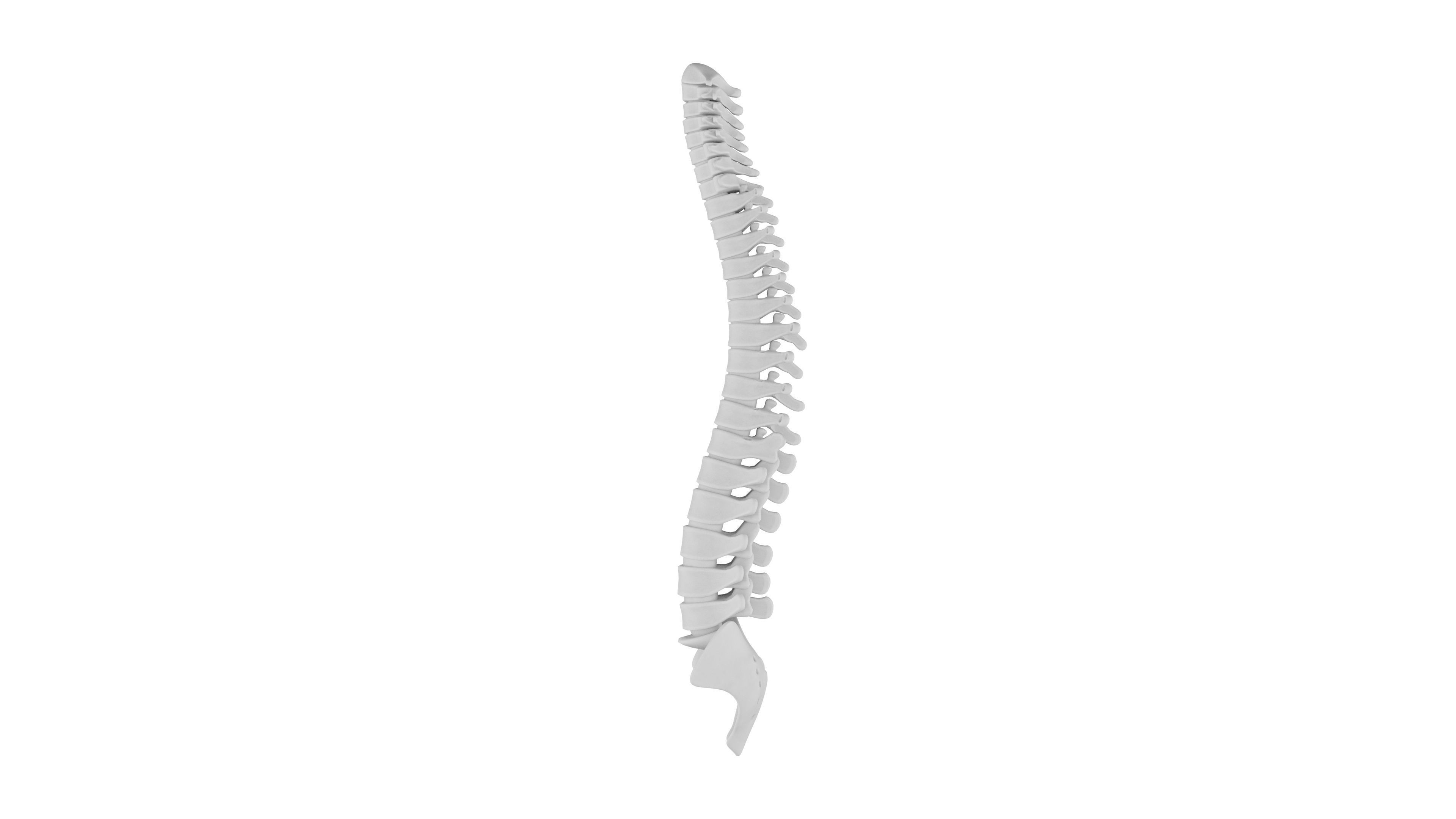 Spinal cord 3D Model - Realistic Human Spinal cord Anatomy Low-poly 3D model_3