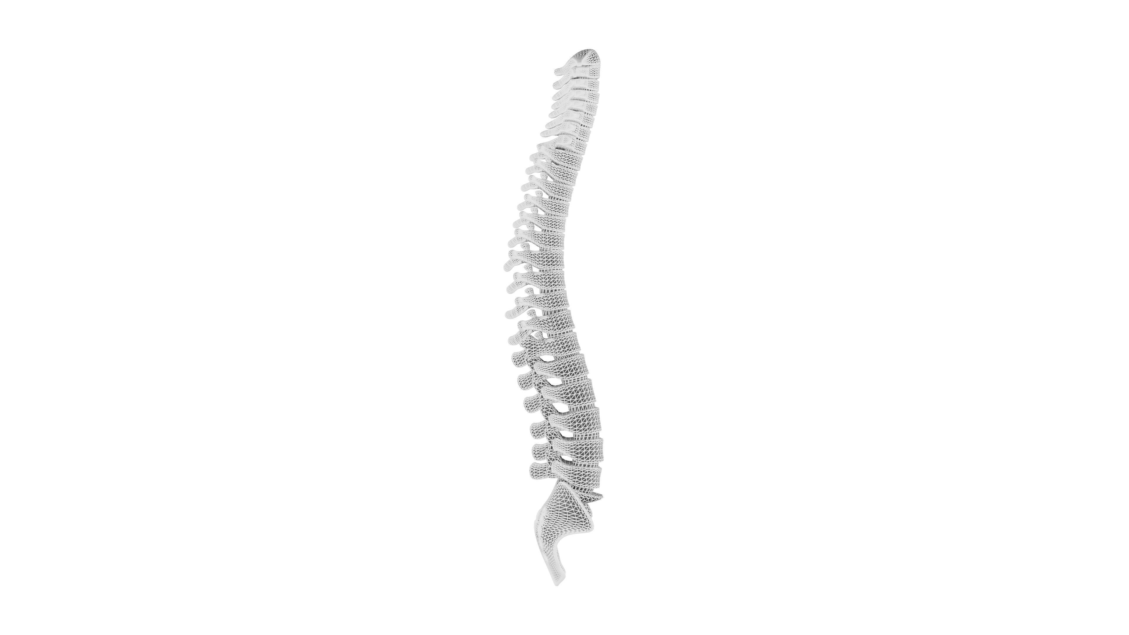 Spinal cord 3D Model - Realistic Human Spinal cord Anatomy Low-poly 3D model_7