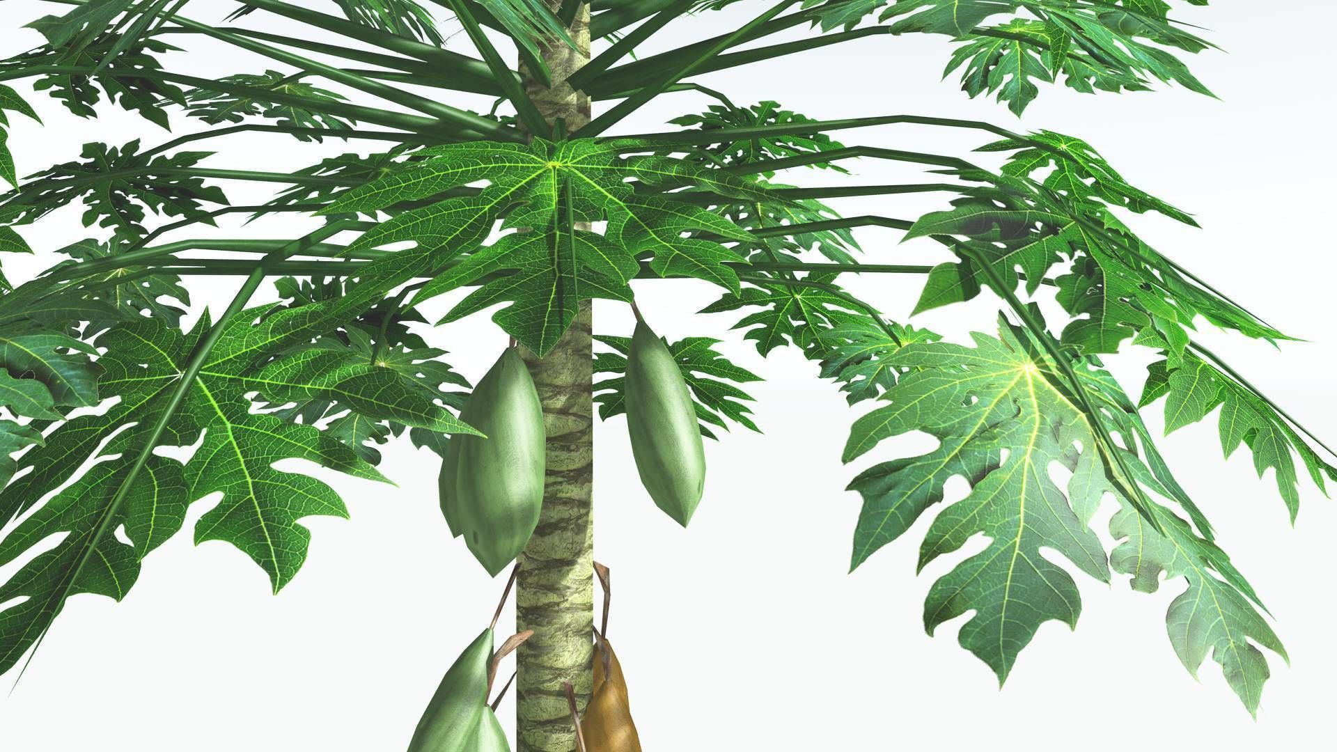EVERYPlant Papaya LowPoly 2 --14 Models-- Low-poly 3D model_12