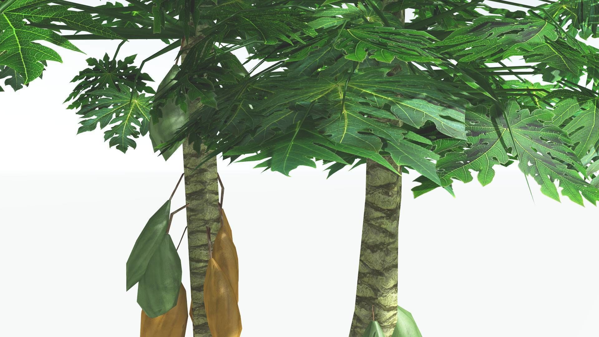 EVERYPlant Papaya LowPoly 2 --14 Models-- Low-poly 3D model_22