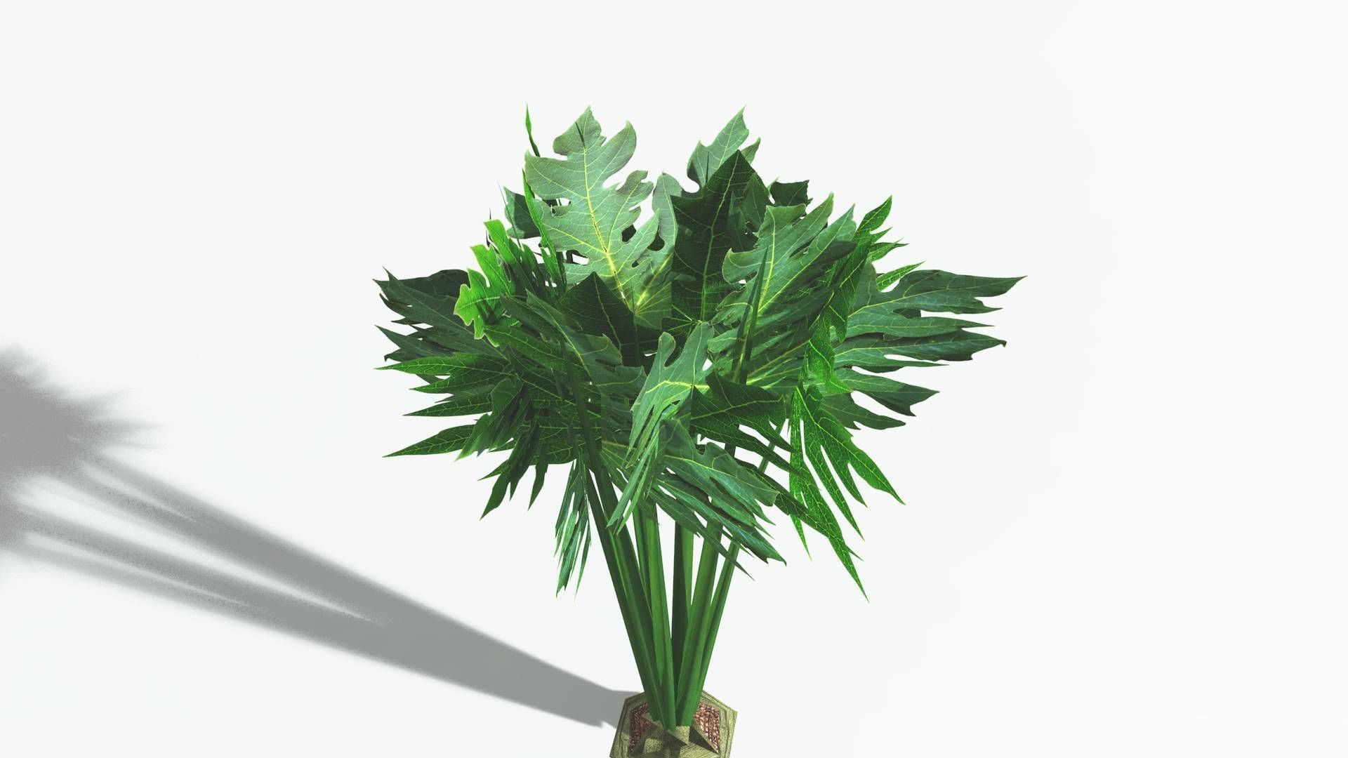 EVERYPlant Papaya LowPoly 2 --14 Models-- Low-poly 3D model_28