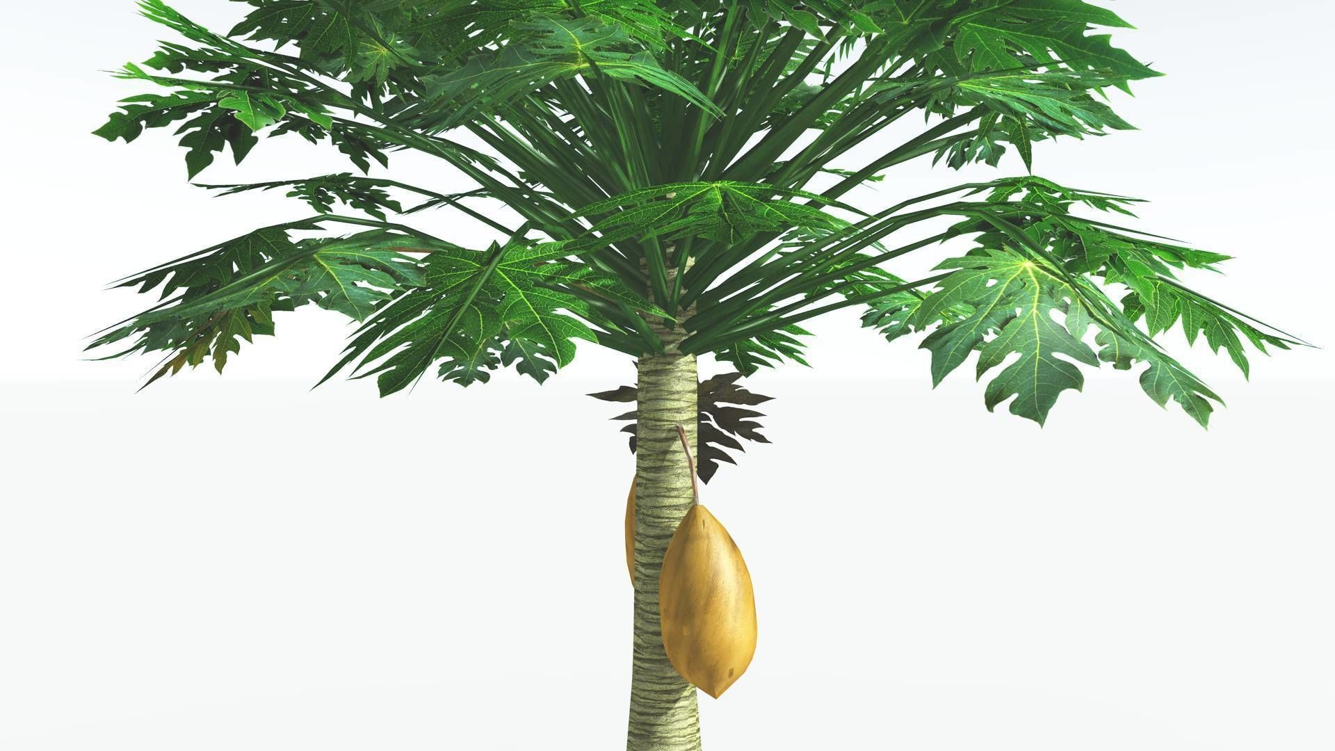 EVERYPlant Papaya LowPoly 2 --14 Models-- Low-poly 3D model_24