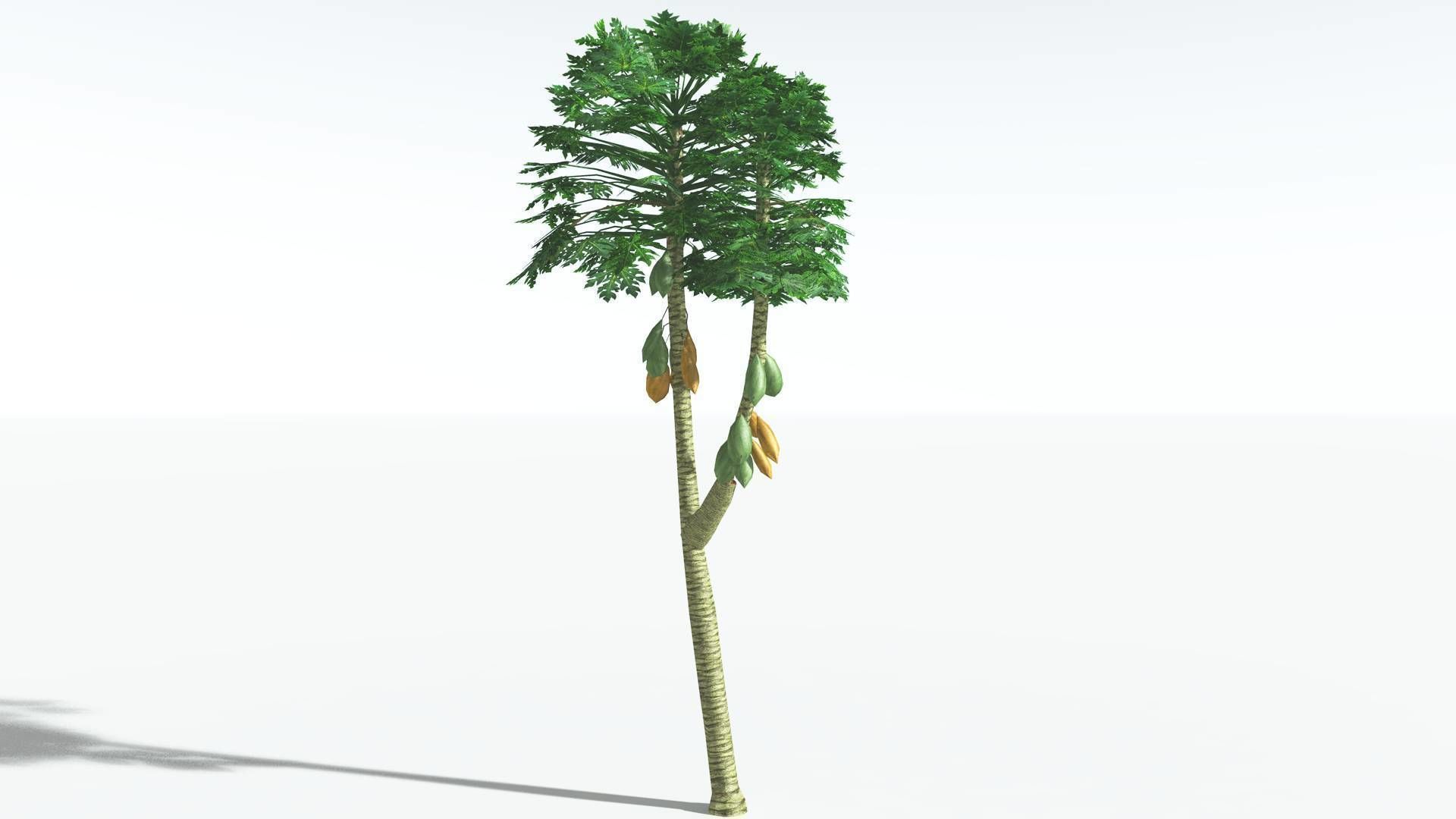EVERYPlant Papaya LowPoly 2 --14 Models-- Low-poly 3D model_21