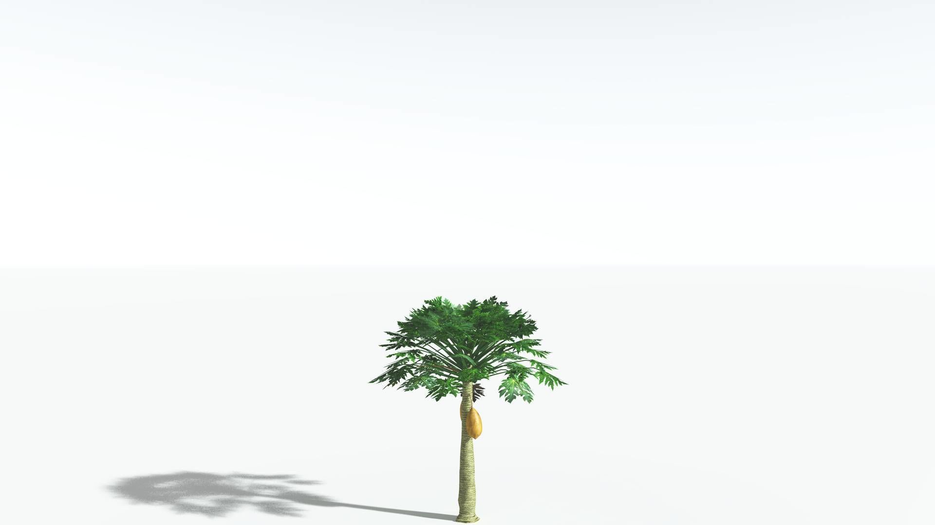 EVERYPlant Papaya LowPoly 2 --14 Models-- Low-poly 3D model_23