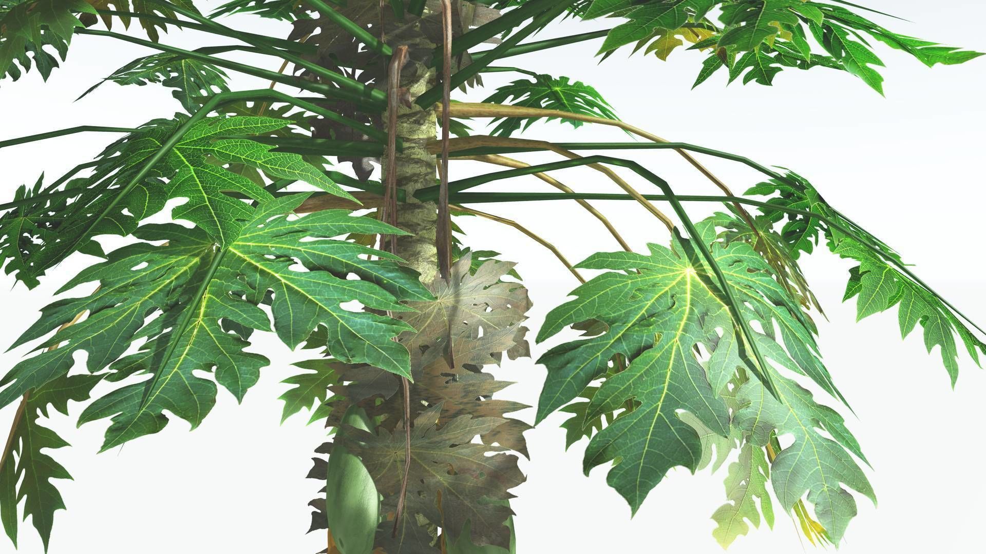 EVERYPlant Papaya LowPoly 2 --14 Models-- Low-poly 3D model_14