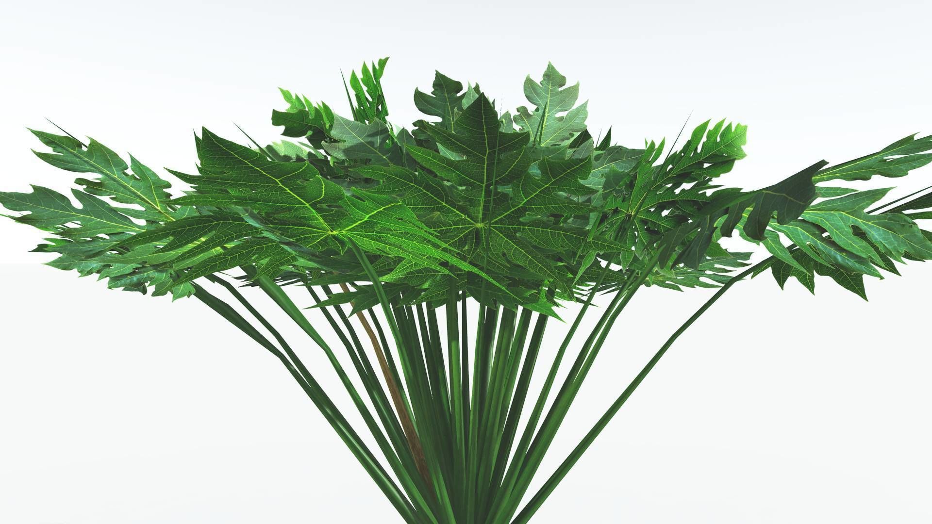 EVERYPlant Papaya LowPoly 2 --14 Models-- Low-poly 3D model_26
