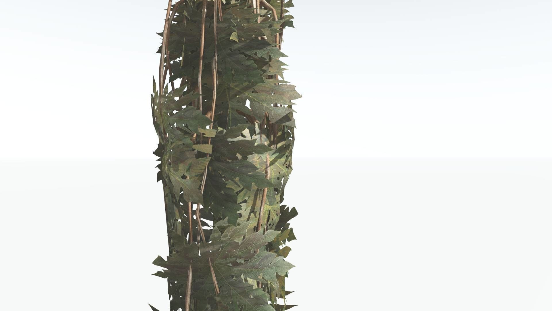 EVERYPlant Papaya LowPoly 2 --14 Models-- Low-poly 3D model_18