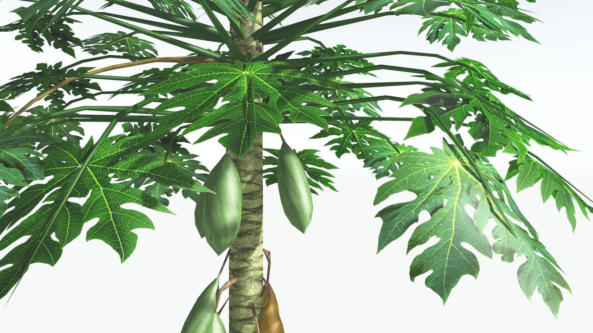 EVERYPlant Papaya LowPoly 2 --14 Models-- Low-poly 3D model_6