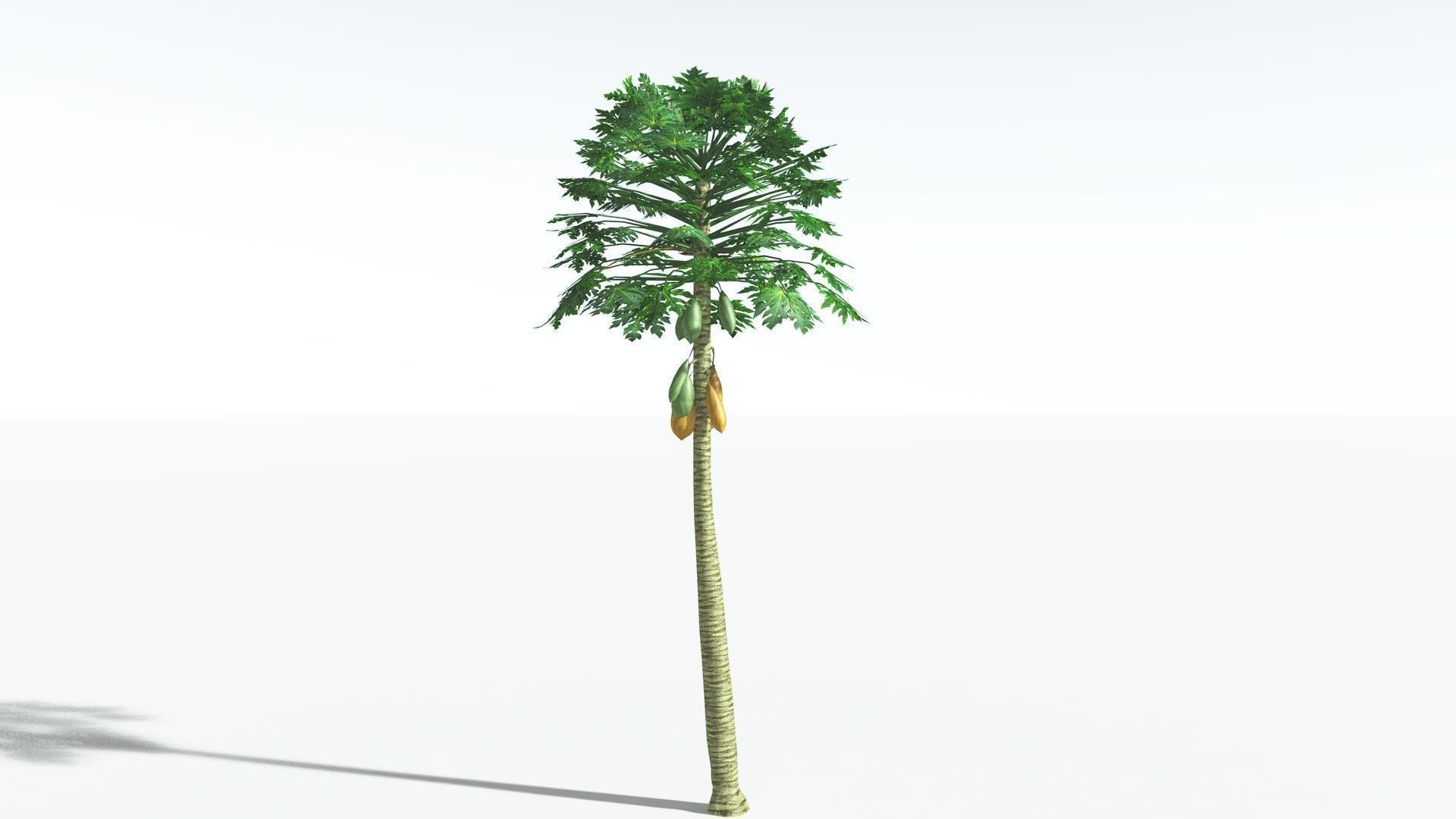 EVERYPlant Papaya LowPoly 2 --14 Models-- Low-poly 3D model_5