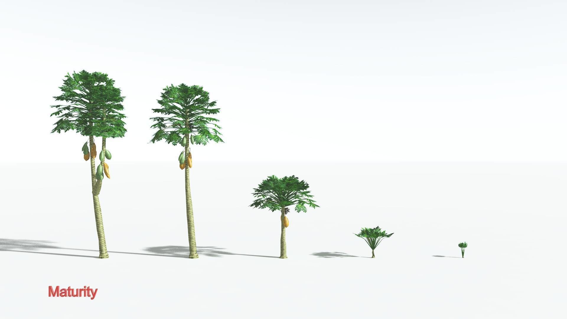 EVERYPlant Papaya LowPoly 2 --14 Models-- Low-poly 3D model_3