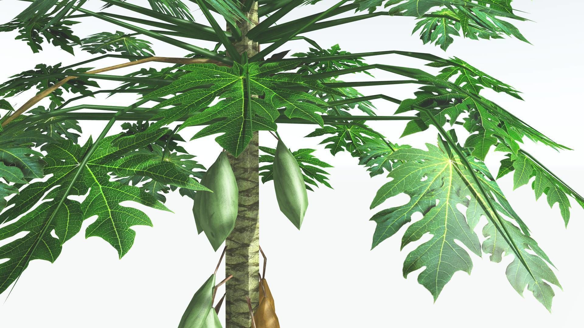 EVERYPlant Papaya LowPoly 2 --14 Models-- Low-poly 3D model_30