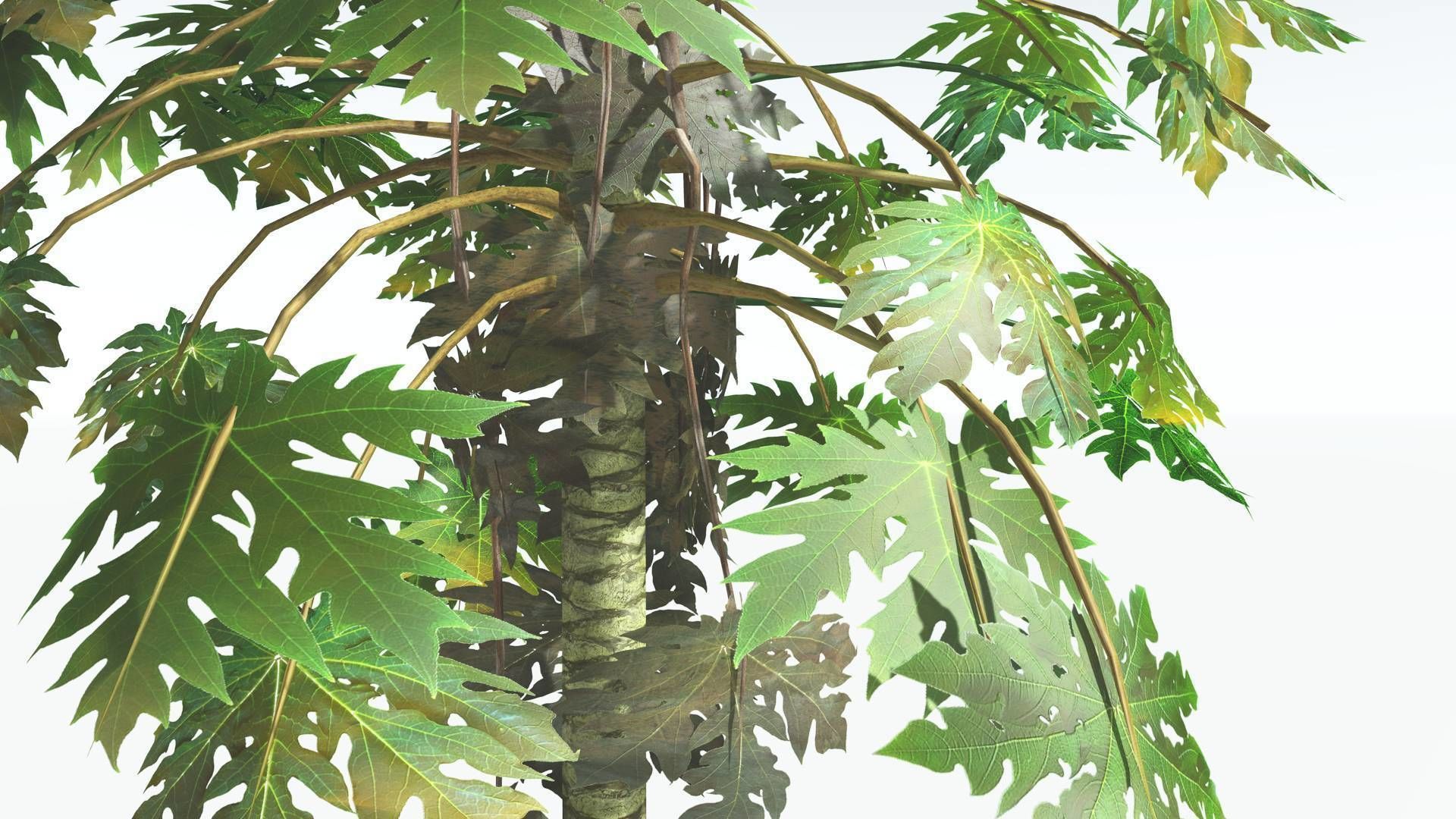 EVERYPlant Papaya LowPoly 2 --14 Models-- Low-poly 3D model_16