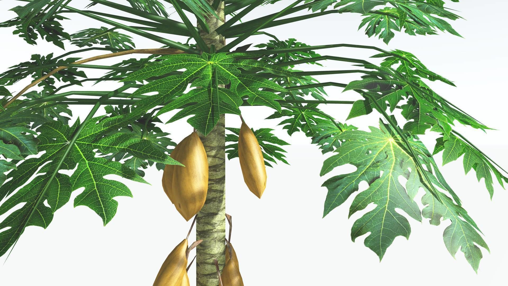 EVERYPlant Papaya LowPoly 2 --14 Models-- Low-poly 3D model_10