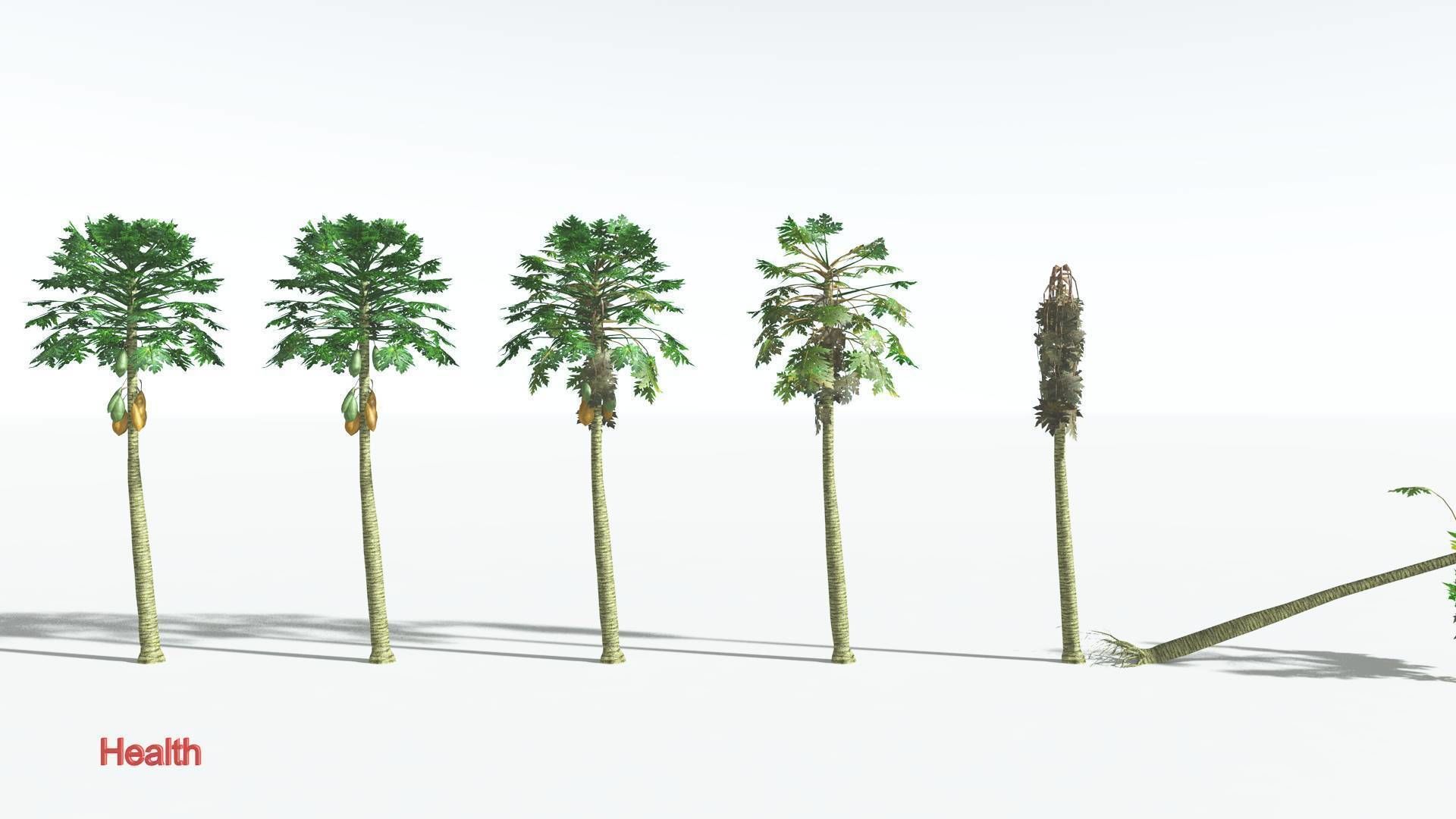 EVERYPlant Papaya LowPoly 2 --14 Models-- Low-poly 3D model_2