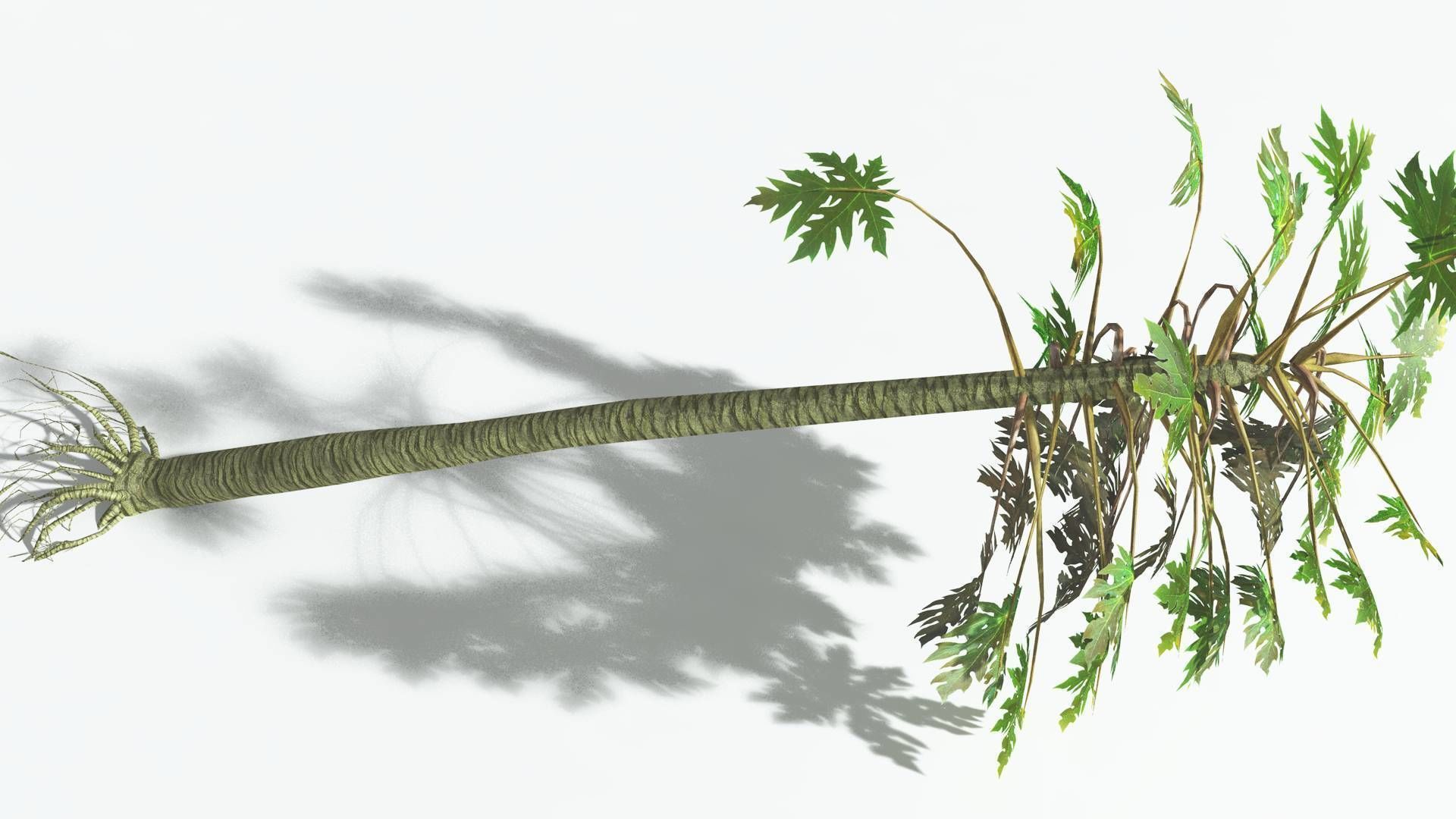 EVERYPlant Papaya LowPoly 2 --14 Models-- Low-poly 3D model_20