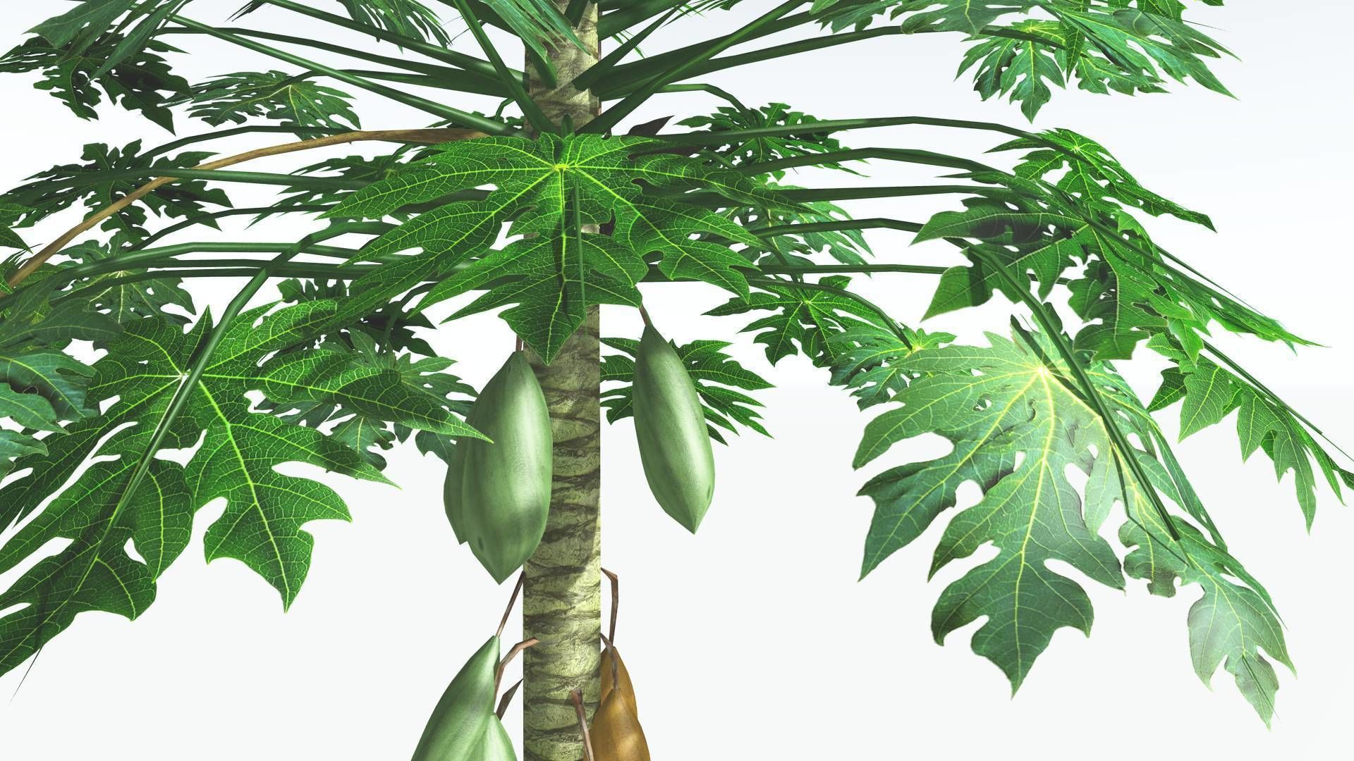 EVERYPlant Papaya LowPoly 2 --14 Models-- Low-poly 3D model_32
