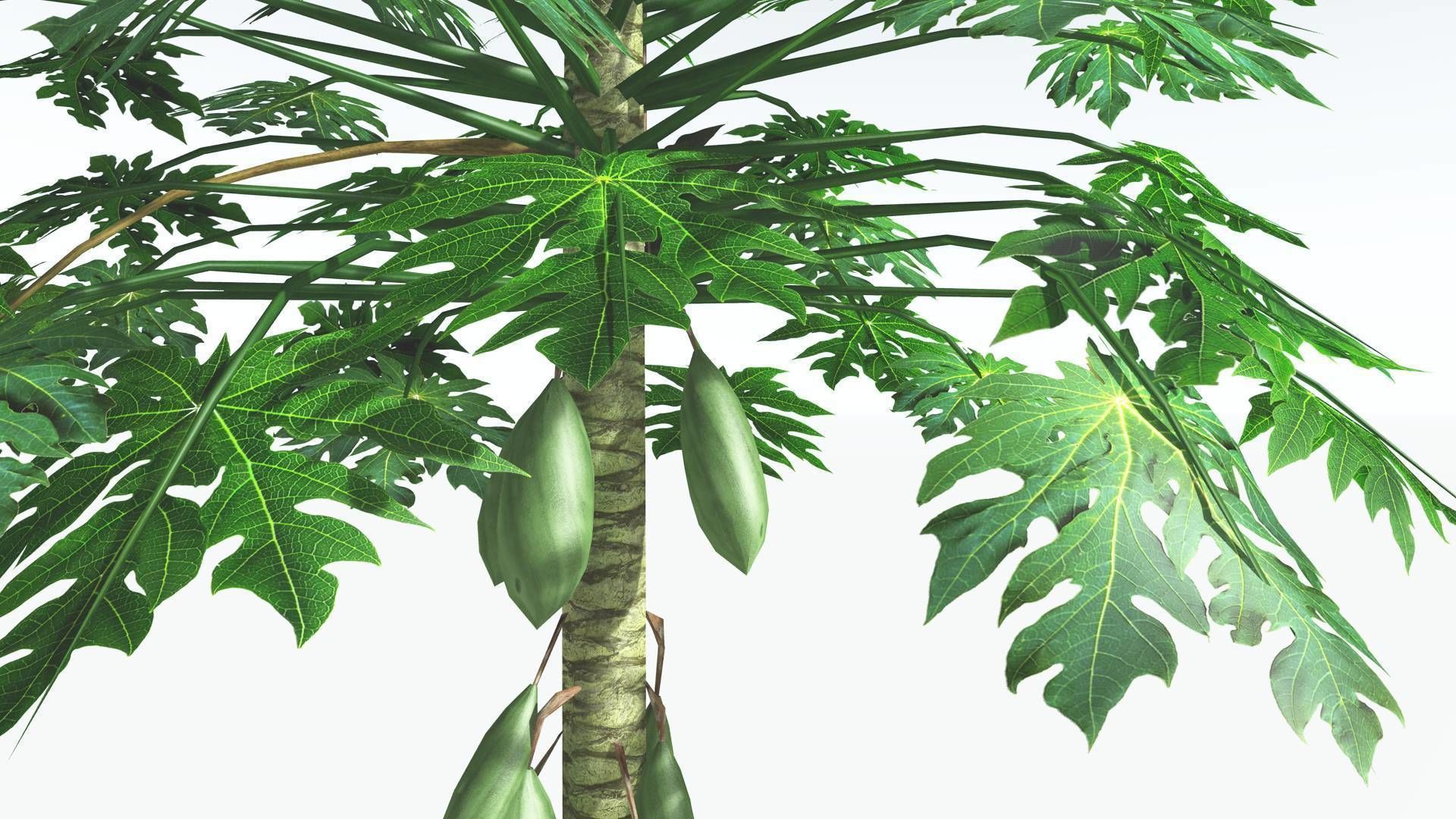 EVERYPlant Papaya LowPoly 2 --14 Models-- Low-poly 3D model_8