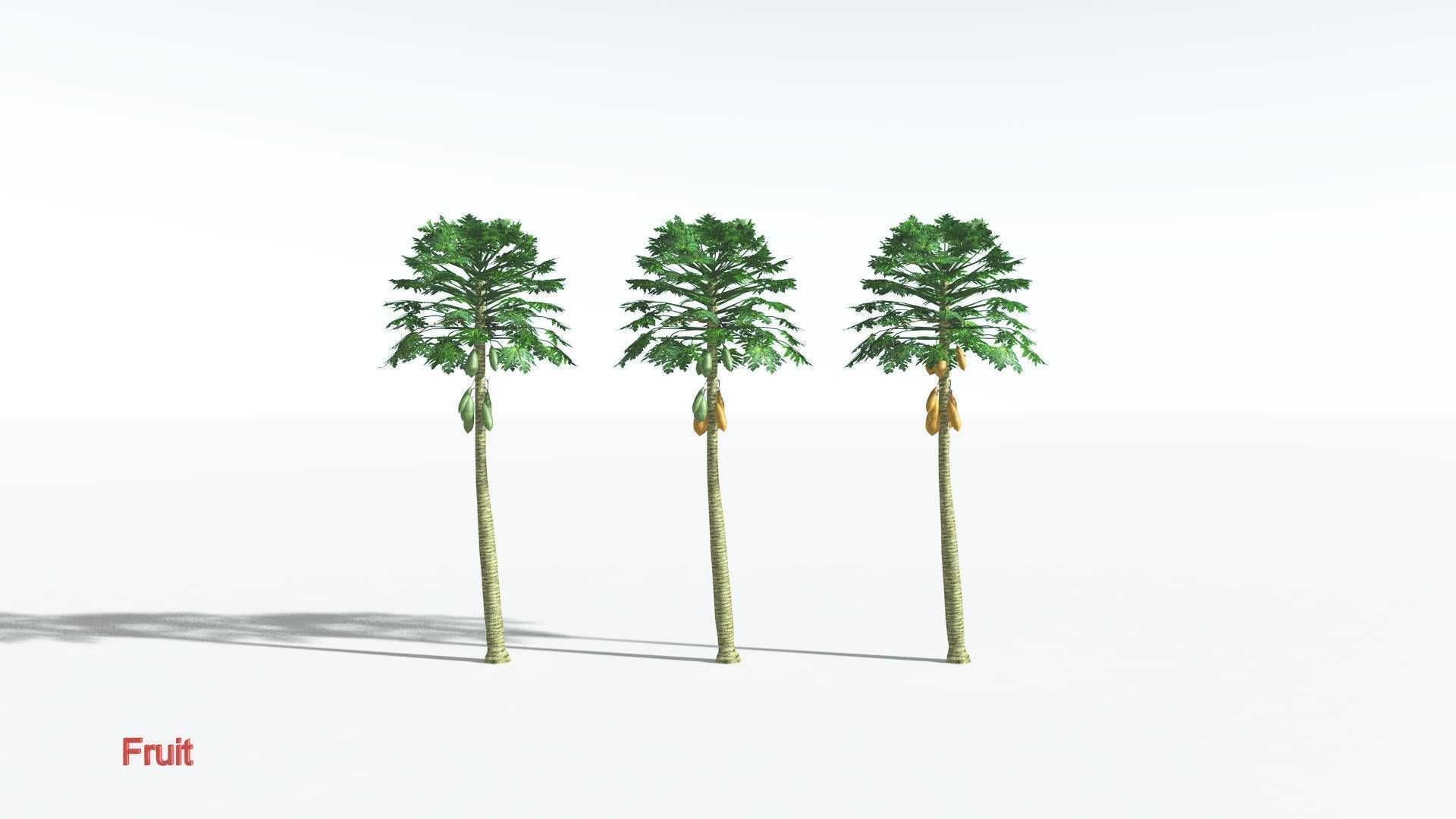 EVERYPlant Papaya LowPoly 2 --14 Models-- Low-poly 3D model_1