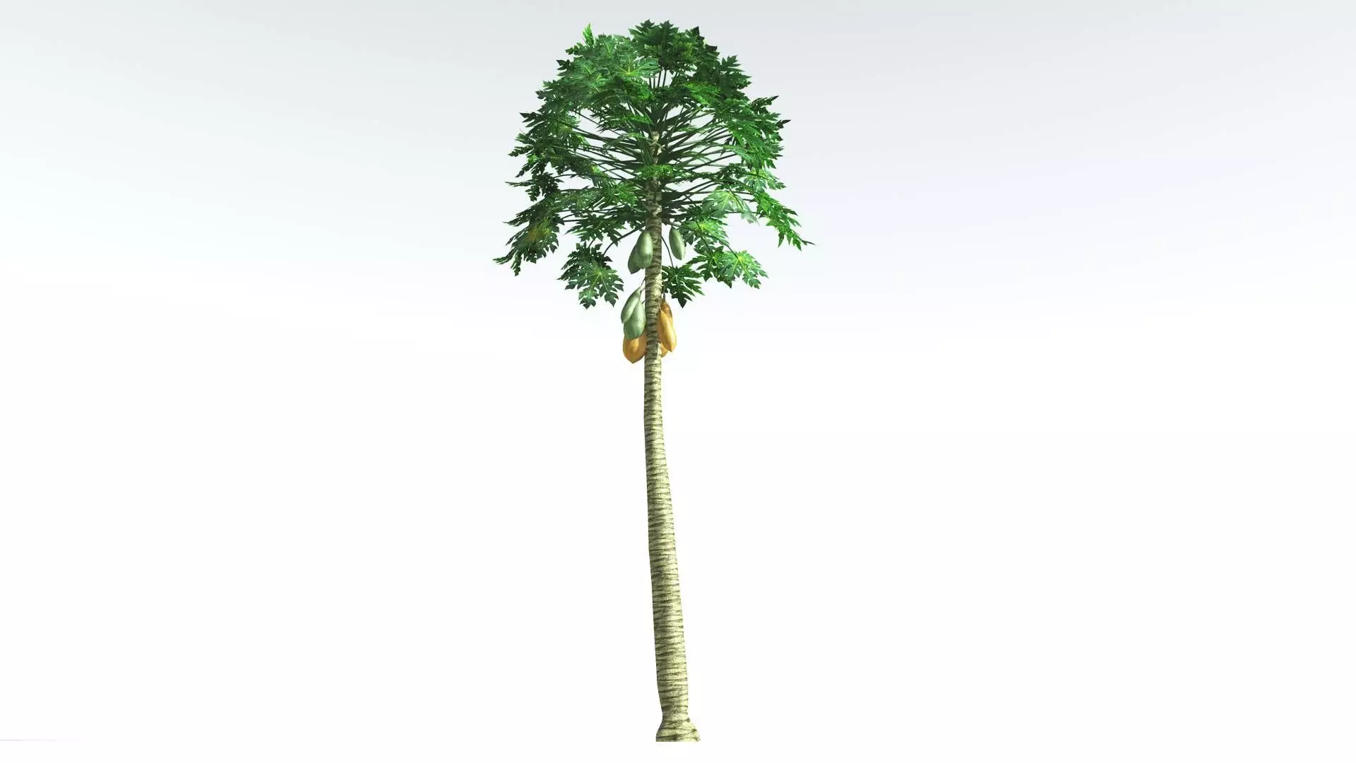EVERYPlant Papaya LowPoly 2 --14 Models-- Low-poly 3D model_0