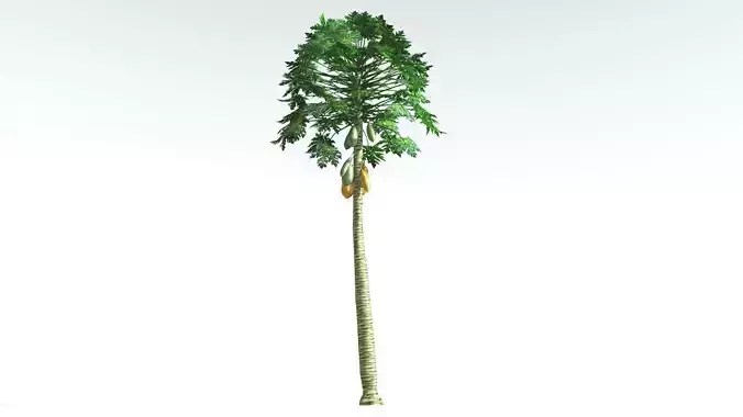 EVERYPlant Papaya LowPoly 2 --14 Models-- Low-poly 3D model